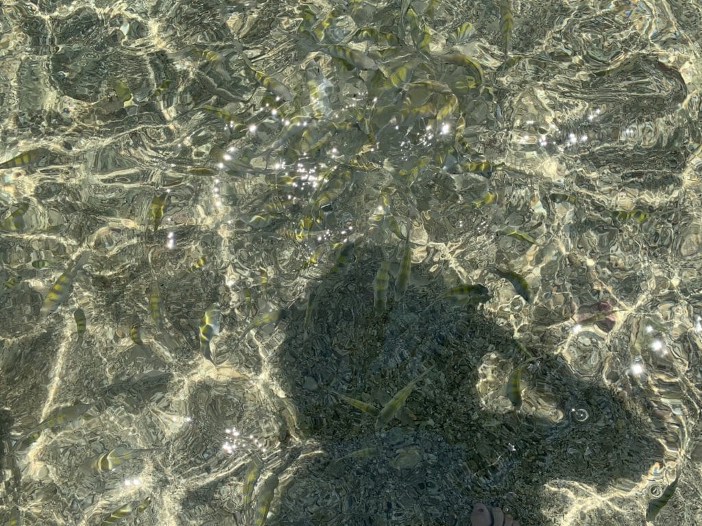 Fish in the natural pools at Carneiros