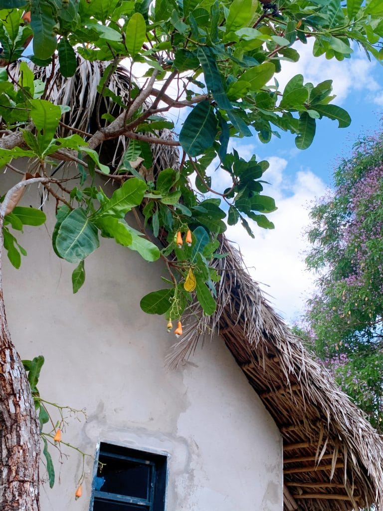Cajuí fruit