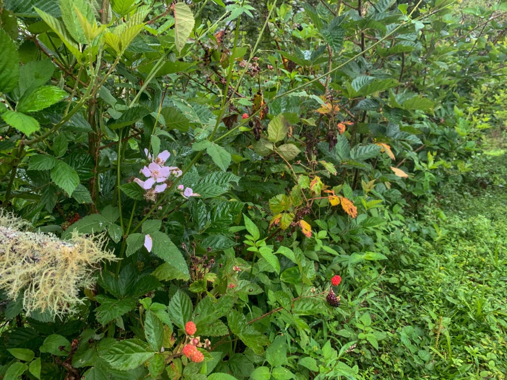 Blackberries, ripe purple and ripening red