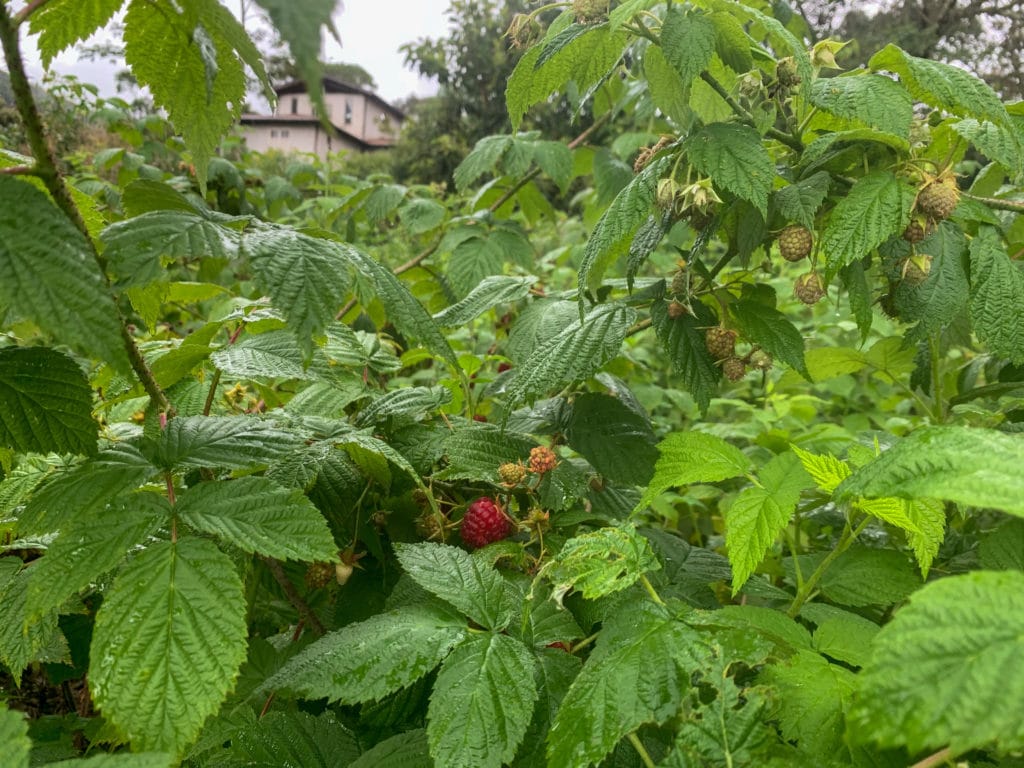 Pesticide-free fruit at Sítio Cambará