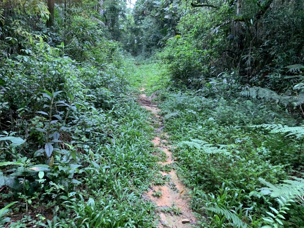 The trail near the start
