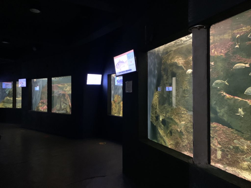 Some of the aquarium tanks