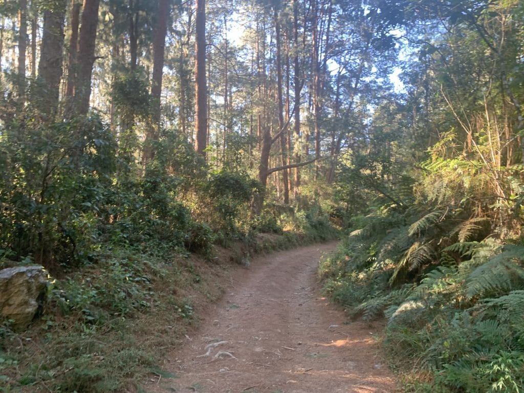 The trail to Cachoeira de Santo Isidro, São José do Barreiro