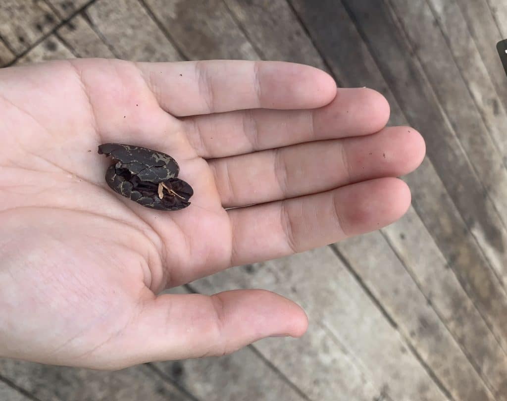 Cacao bean