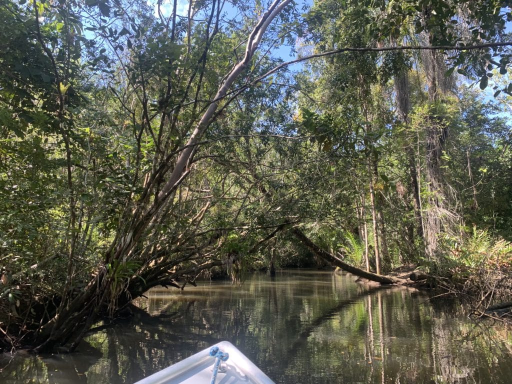Path through the mangrove to Cachoeira do Cleandro, Itacaré