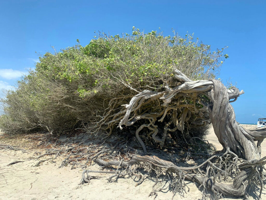 Árvore da Preguiça in Jericoacoara