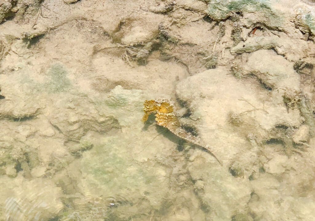 Seahorse, Jericoacoara