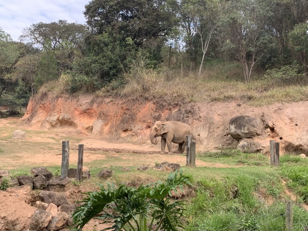 Elephants at Zoopark Itatiba