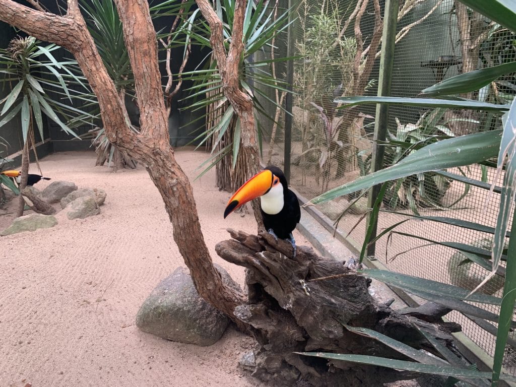 Toucans at Zoopark Itatiba