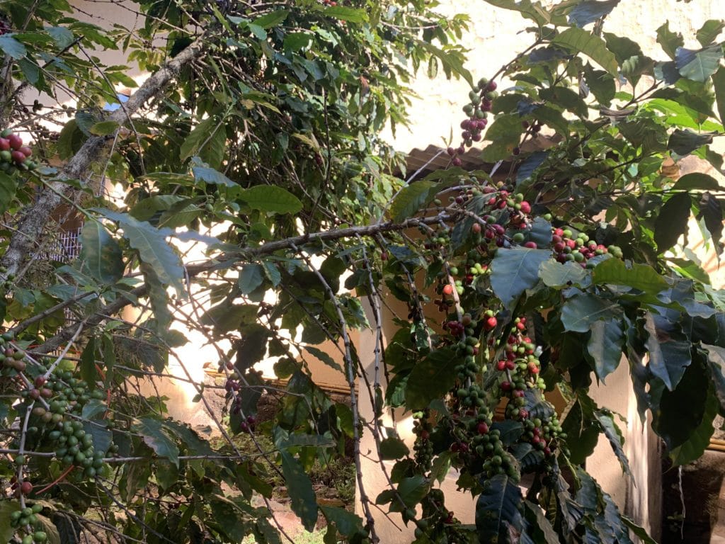 Coffee at Fazenda Nossa Senhora da Conceição