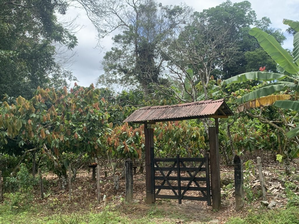 Cacao plantation at Fazenda Provisão, Ilhéus, Bahia