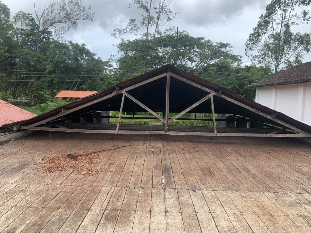 Cacao beans drying in the sun