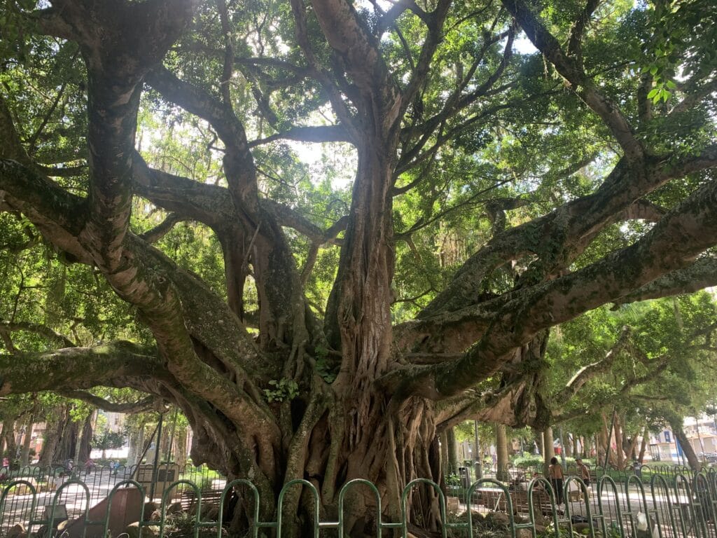 Centenary fig tree, Florianópolis