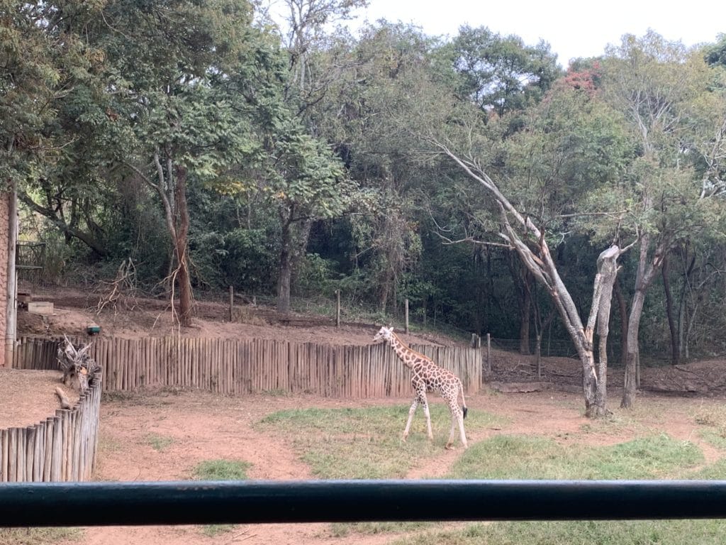 Giraffes at Zoopark Itatiba, São Paulo