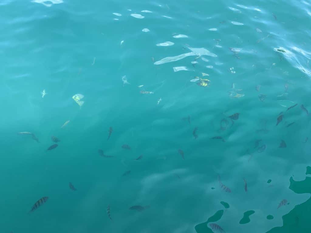 Ilha Comprida, with its fish