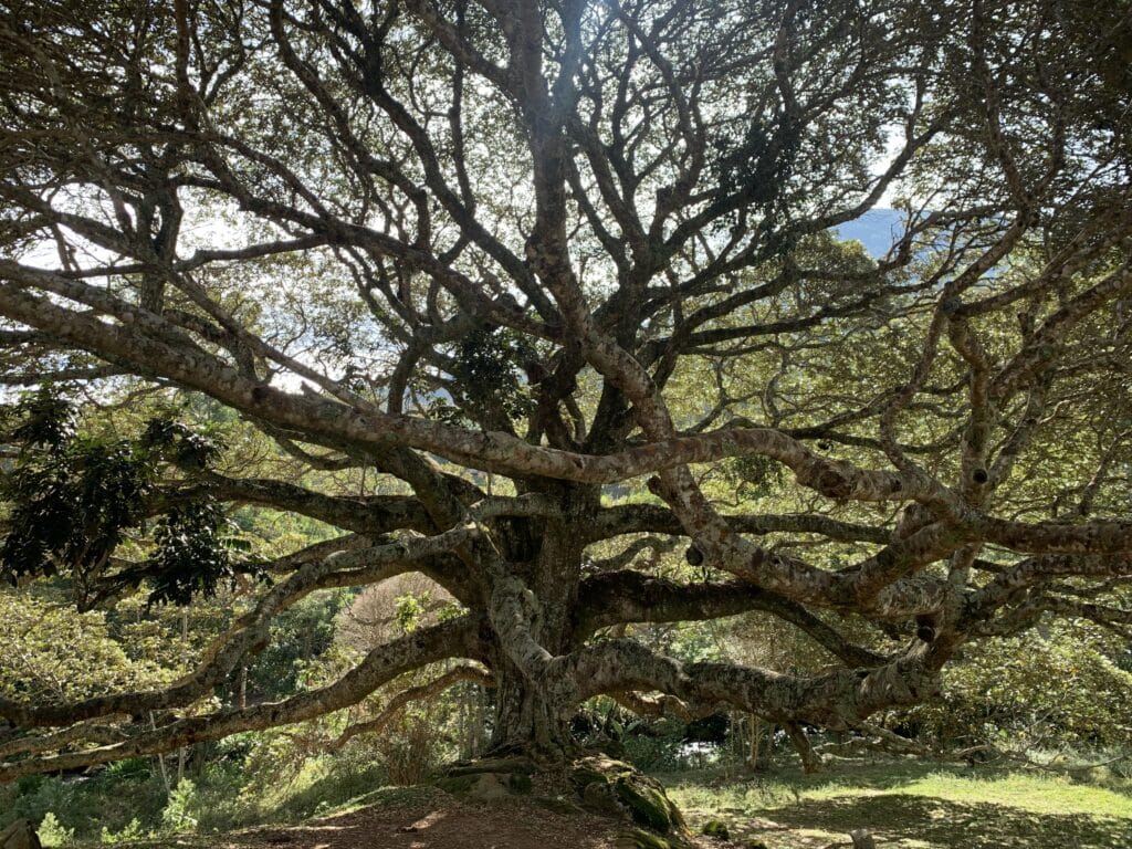Ingazeiro tree, Passa Quatro