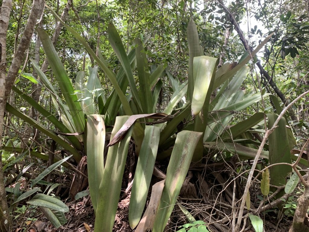 Rota das Bromélias, Península de Maraú