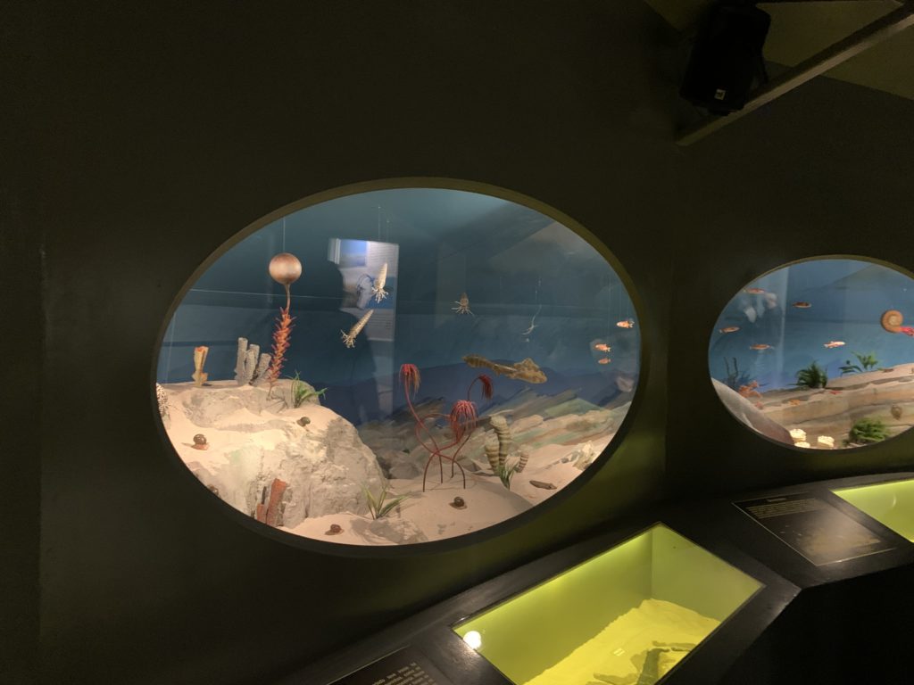 Aquariums showing the earliest species that inhabited the planet