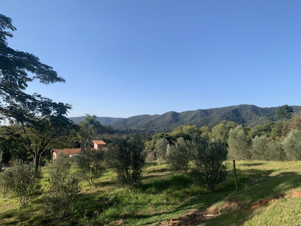 Olive trees at Queijaria Pé do Morro