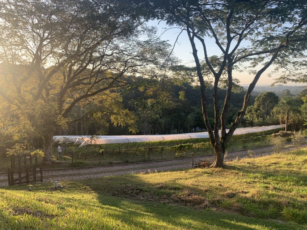 Vineyard on the property