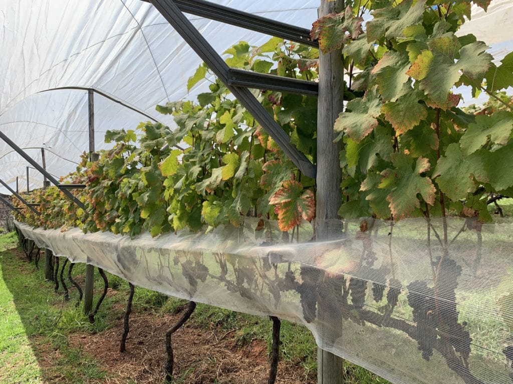 Grapes protected with netting against birds
