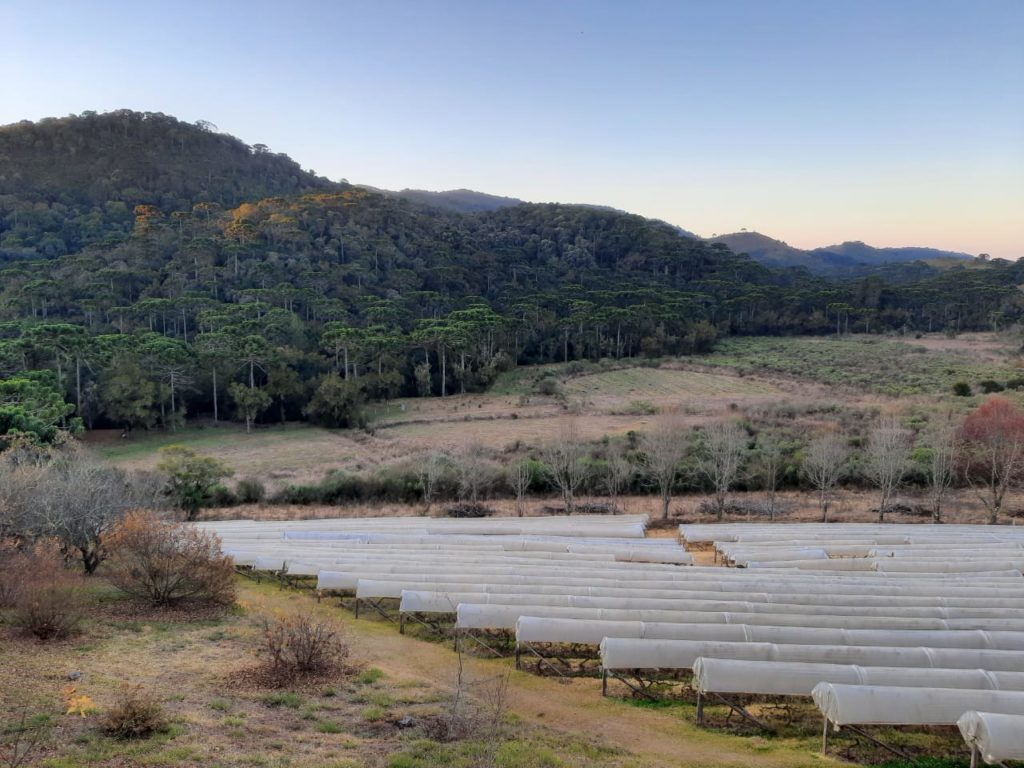 Entre Vilas vineyard