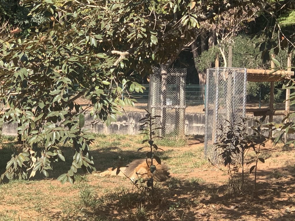 Zoológico, Belo Horizonte