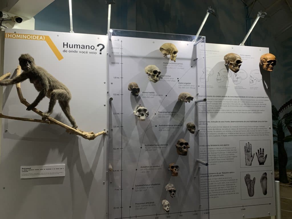 Human evolution, with fossils, in Itatiba